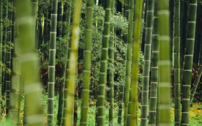 La résistance des lames de bambou face à l'humidité